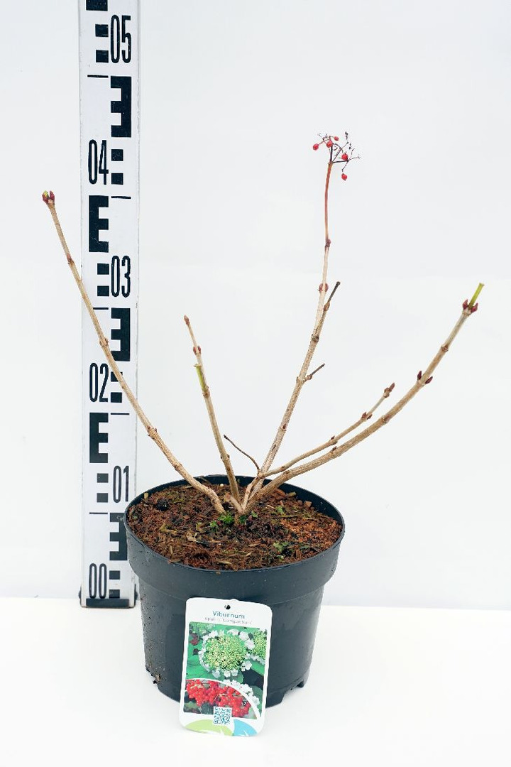 Putinas paprastasis (Lot Viburnum opulus) 'Compactum' C3/P19 30-40 CM