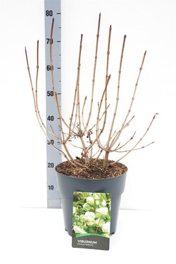 Putinas paprastasis (Lot Viburnum opulus) 'Roseum' C10 50-60 CM