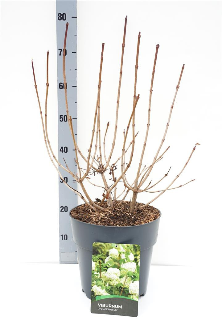 Putinas paprastasis (Lot Viburnum opulus) 'Roseum' C10 50-60 CM