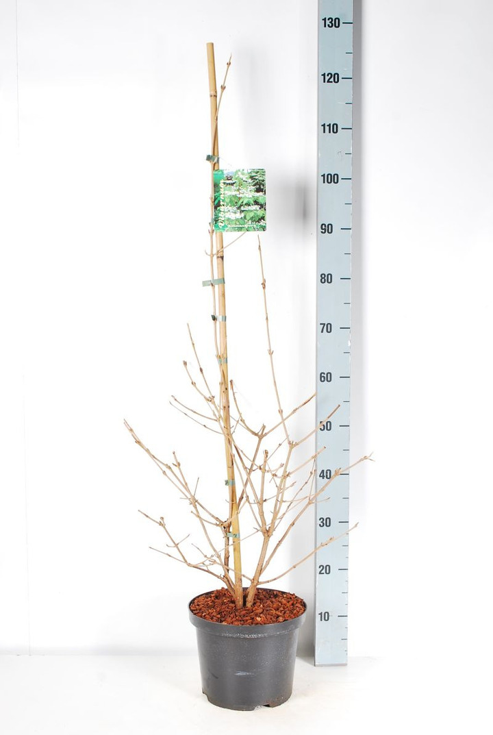 Raukšlėtasis putinas (Lot Viburnum plic.) 'Kilimandjaro' C5/P23 60-80 CM