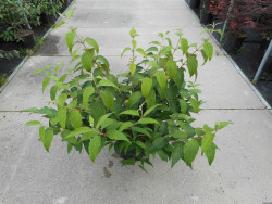 Raukšlėtasis putinas (Lot Viburnum plic.) 'Kilimandjaro' C12 80-100 CM