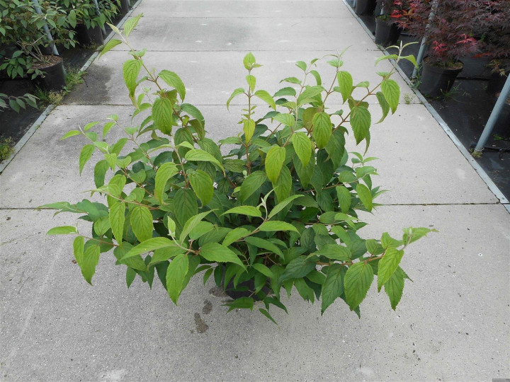 Raukšlėtasis putinas (Lot Viburnum plic.) 'Kilimandjaro' C12 80-100 CM