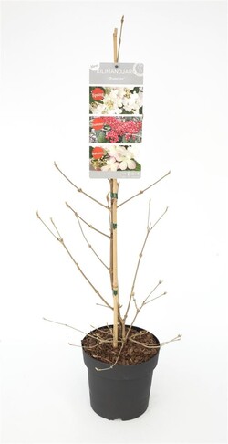 Raukšlėtasis putinas (Lot Viburnum pl.) 'Kilimandjaro Sunrise' C3/P19 60/+ CM