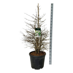 Raukšlėtasis putinas (Lot Viburnum plic.) 'Molly Schroeder' C55 125-150CM EXTRA - nuotrauka 1