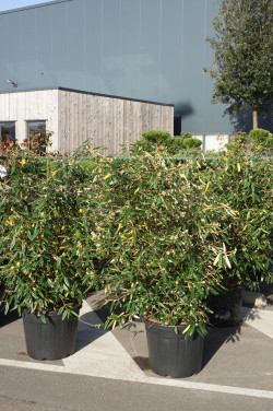 Putinas (Lot Viburnum) 'Pragense' C55 125-150CM EXTRA - nuotrauka 2