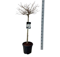 Raukšlėtasis putinas (Lot Viburnum plic.) 'Watanabe' C15 STIEBAS 80 CM