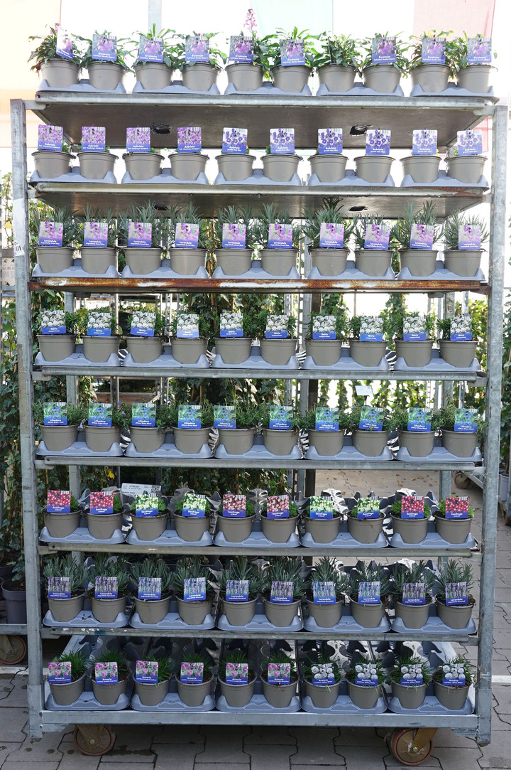 Perennials MIX (Lot Perennials in) P12