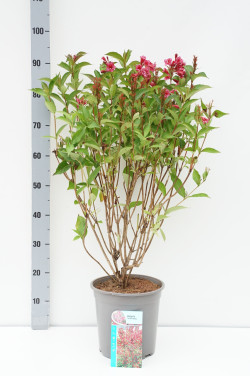 Veigelė (Lot Weigela) 'Bristol Ruby' C7/P24 50-60 CM