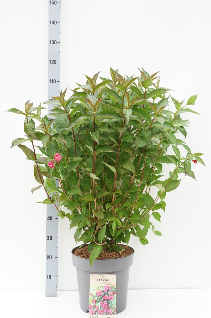 Veigelė (Lot Weigela) 'Bristol Ruby' C12 80-100 CM
