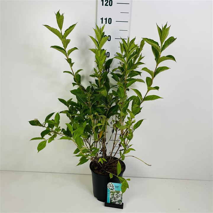 Veigelė (Lot Weigela) 'Candida' C7/P24 50-60 CM