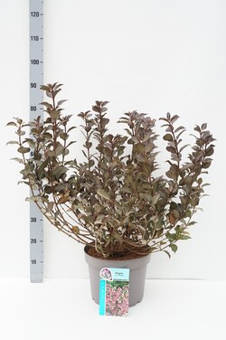 Veigelė raudonlapė (Lot Weigela f.) 'Foliis Purpureis' C10 40-50 CM