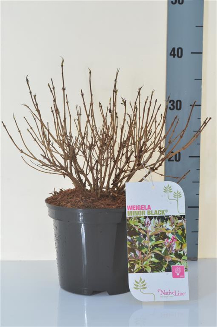 Veigelė raudonlapė (Lot Weigela florida) C3/P19 25-30 CM