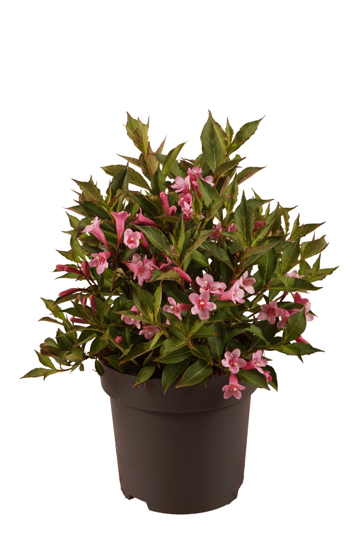 Veigelė raudonlapė (Lot Weigela florida) C3/P19 30-40 CM
