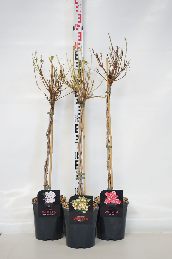 Veigelė MIX (Lot Weigela in) 70 CM STEM C4/P21 BRAI