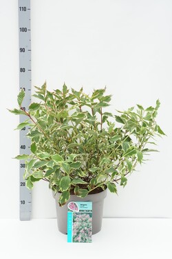 Veigelė (Lot Weigela) 'Nana Variegata' C10 40-50 CM