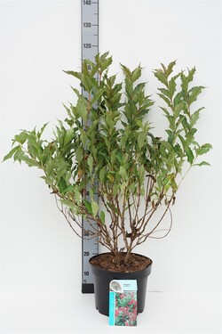 Veigelė (Lot Weigela) 'Red Prince' C10 60-80 CM