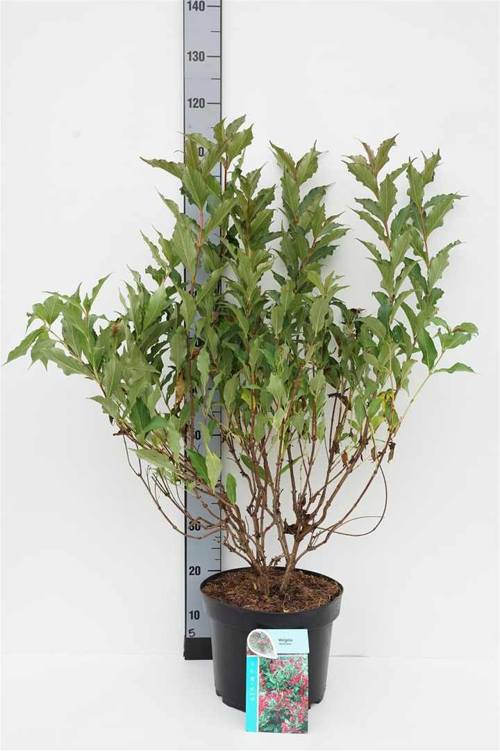 Veigelė (Lot Weigela) 'Red Prince' C10 60-80 CM