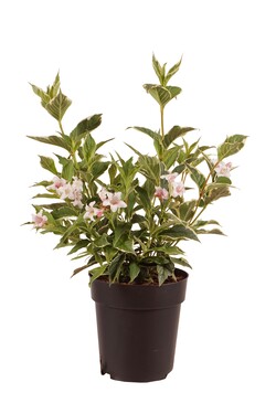 Veigelė (Lot Weigela) ' White Lightning' C3/P19 30-40 CM