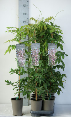 Visterija (Lot Wisteria brach.) 'Showa-beni' C2/P17 60-80 CM
