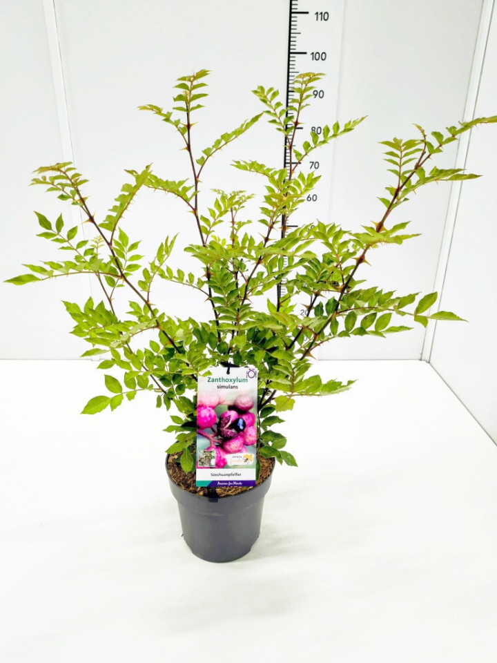 Plokščiadyglė uosrūtė (Lot Zanthoxylum simulans) C5/P23 60-80 CM