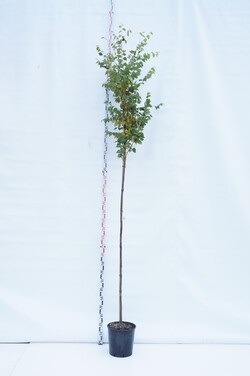 Skirpstulas japoninis (Lot Zelkova serrata) C18 KAMIENO APIMTIS 8-10 CM STANDARD