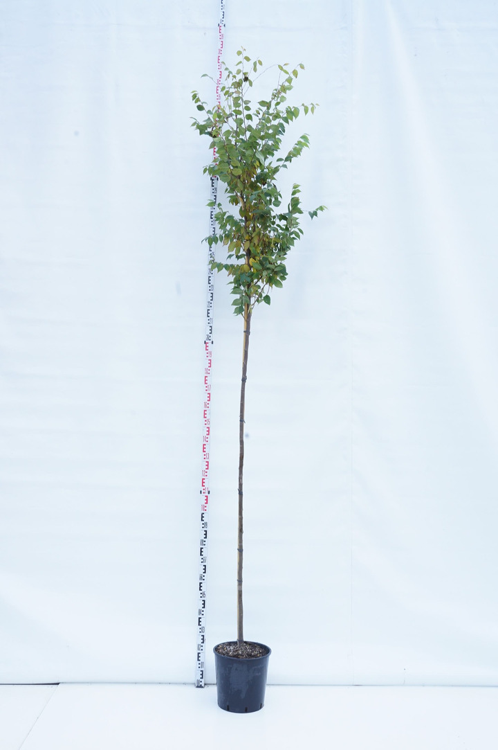 Skirpstulas japoninis (Lot Zelkova serrata) C18 KAMIENO APIMTIS 8-10 CM STANDARD