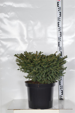 Eglė paprastoji (Lot Picea abies) 'Nidiformis' C10 40-50 CM
