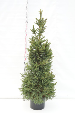 Eglė paprastoji (Lot Picea abies) 'Will's Zwerg' C35 180-200 CM