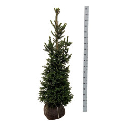 Eglė paprastoji (Lot Picea abies) 'Will's Zwerg' 125-150 CM RB EXTRA