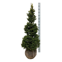 Eglė paprastoji (Lot Picea abies) 'Will's Zwerg' 100-125 CM RB EXTRA