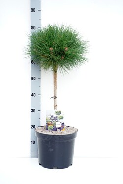 Pušis juodoji (Lot Pinus Bambino) C7,5 STIEBAS 40 CM