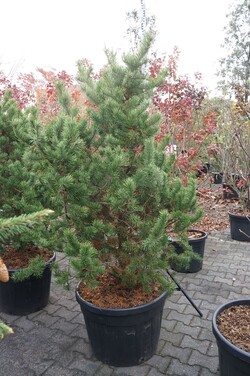 Pušis bankso (Lot Pinus banksiana) C110 125-150 CM