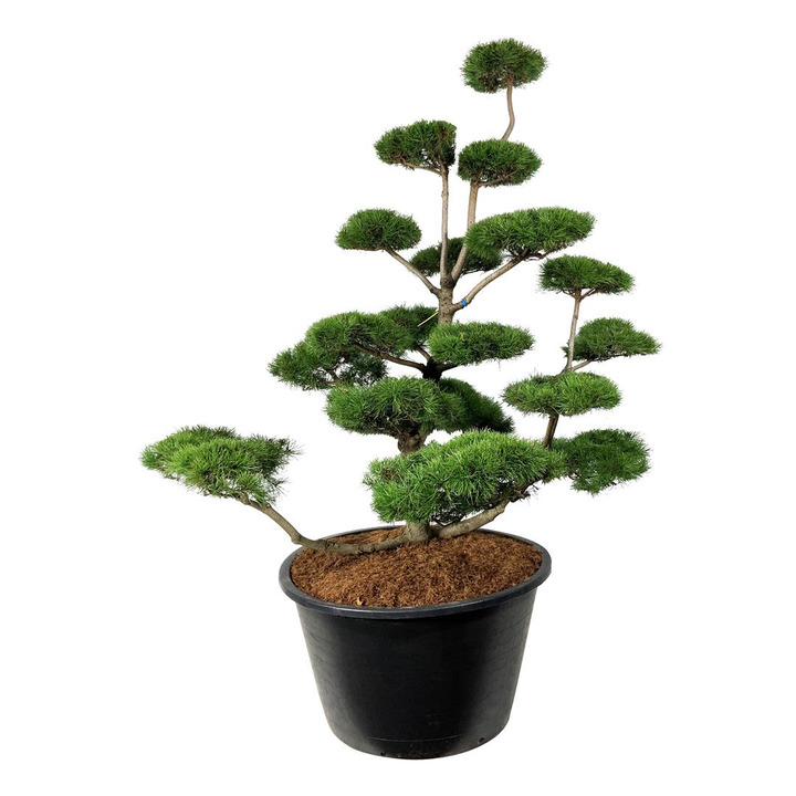 Pušis suktaspyglė (Lot Pinus contorta) BONSAI 175-200 C500