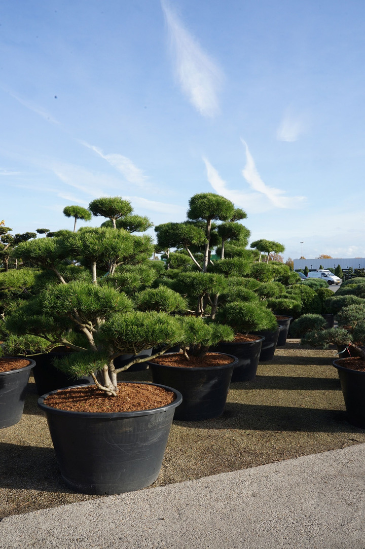 Pušis suktaspyglė (Lot Pinus contorta) BONSAI 175-200 C500