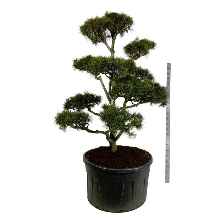 Pušis suktaspyglė (Lot Pinus contorta) BONSAI 200-225 C500