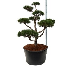 Pušis suktaspyglė (Lot Pinus contorta) BONSAI 150-175 C285 - nuotrauka 1