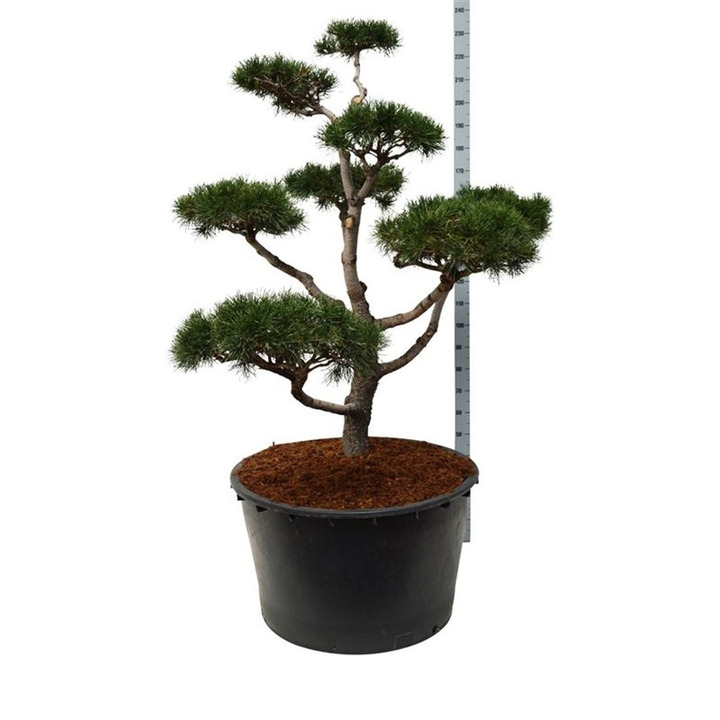Pušis suktaspyglė (Lot Pinus contorta) BONSAI 150-175 C285