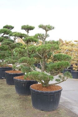 Pušis suktaspyglė (Lot Pinus contorta) BONSAI 150-175 C285 - nuotrauka 2