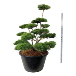 Pušis suktaspyglė (Lot Pinus contorta) BONSAI 150-175 C500