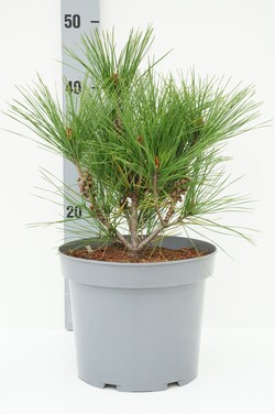 Pušis gausiažiedė (Lot Pinus dens.) 'Alice Verkade' C5/P23 20-30 CM