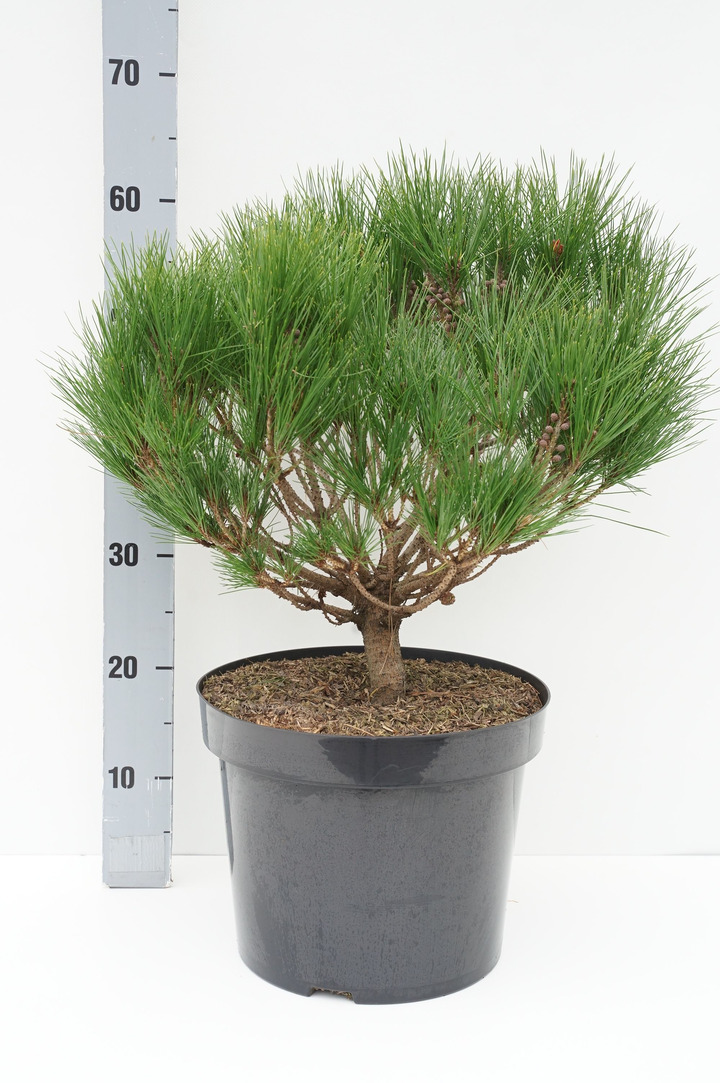Pušis gausiažiedė (Lot Pinus dens.) 'Heavy Bud' C10 40-50 CM