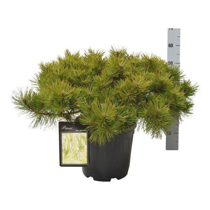 Pušis gausiažiedė (Lot Pinus dens.) 'Jane Kluis' C15 50-60 CM