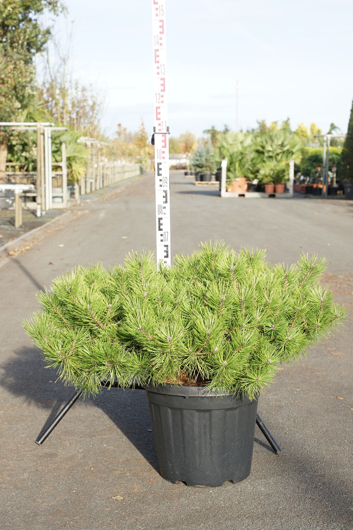 Pušis gausiažiedė (Lot Pinus dens.) 'Jane Kluis' C30 50-60 CM