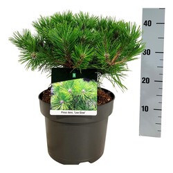 Pušis gausiažiedė (Lot Pinus dens.) 'Low Glow' C5/P23 30-40 CM