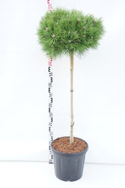 Pušis gausiažiedė (Lot Pinus dens.) 'Low Glow' C20 STIEBAS 90 CM