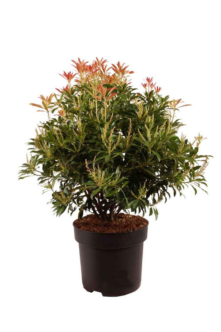 Bereinutis (Lot Pieris) 'Forest Flame' C10 50-60 CM