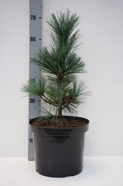 Pušis lanksčioji (Lot Pinus flex.) 'Vanderwolf's Pyramid' C10 40-50 CM