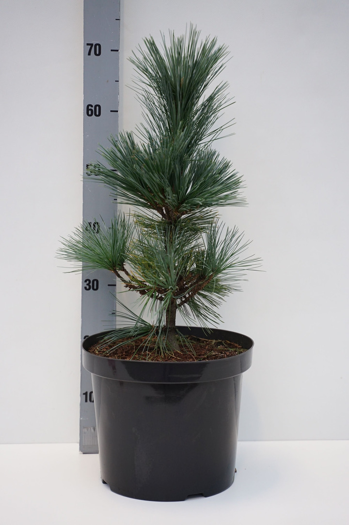 Pušis lanksčioji (Lot Pinus flex.) 'Vanderwolf's Pyramid' C10 40-50 CM
