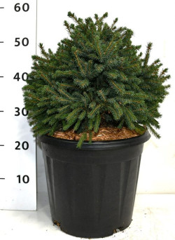 Eglė baltoji (Lot Picea gl.) 'Echiniformis' C13 35-40 CM
