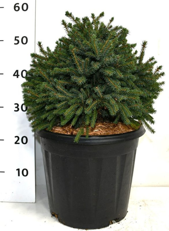 Eglė baltoji (Lot Picea gl.) 'Echiniformis' C13 35-40 CM